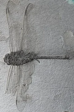 Dragon fly skeleton  in textured image Stock Illustration