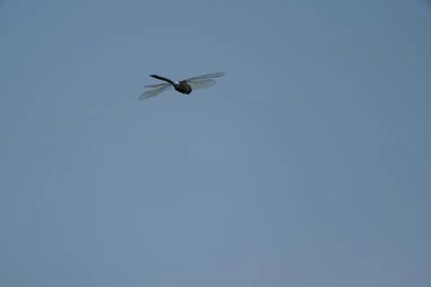 A dragon fly in the sky Foto stock