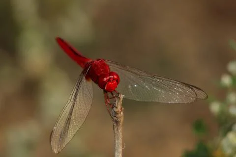 A dragon fly on a stick Foto stock