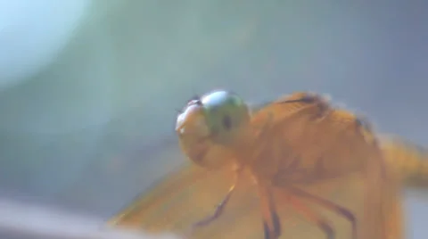 Dragon Fly on a String - Abstract Stock Footage 38001085