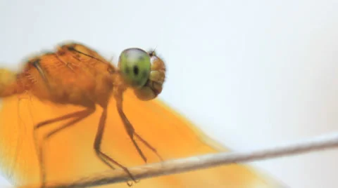 Dragon Fly on a String Macro 1 Stock Footage 37999022
