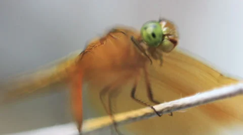 Dragon Fly on a String Macro 3 Stock Footage 38000633