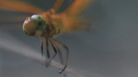 Dragon Fly on a String Macro 4 Stock Footage 38000748