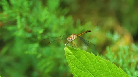 Dragon Fly Take Off Stock Footage 156483536