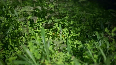 Dragon Fly on Tall Grass Stock Footage 297717479