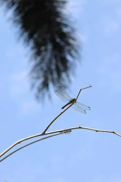 A Dragon Fly on a Tiny Branch with Blurred Sky and Leaves as the Background Stock Photos