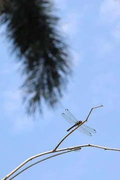 A Dragon Fly on a Tiny Branch with Blurred Sky and Leaves as the Background Stock Photos
