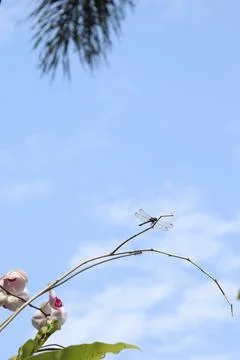 A Dragon Fly on a Tiny Branch with Blurred Sky and Leaves as the Background Stock Photos
