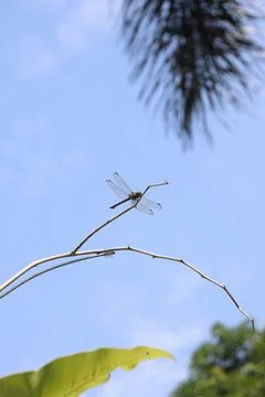 A Dragon Fly on a Tiny Branch with Blurred Sky and Leaves as the Background Foto stock