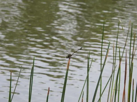 Dragon fly on the top of grass Foto stock