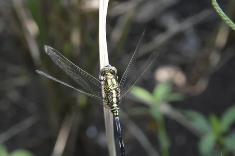 Dragon fly from top Stock Photos