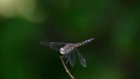 Dragon Fly on twig 動画素材 163386219