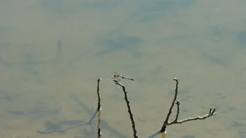 Dragon Fly on a twig on a pond. Stock-Footage 319400218
