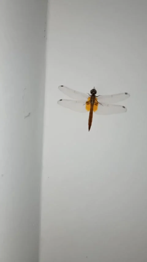Dragon fly on a wall Video stock 162098581