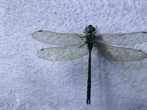 Dragon fly on the wall Stock Photos
