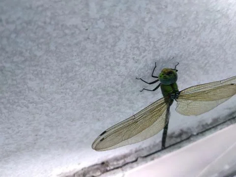 Dragon fly on wall Stock Photos