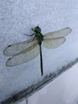 Dragon fly on the wall Foto stock