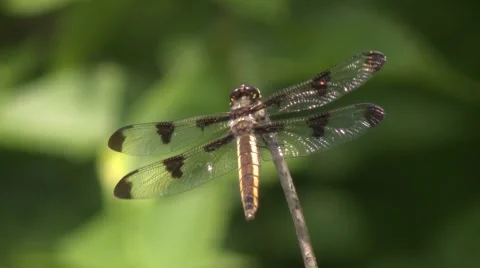 Dragon fly.mp4 Stock-Footage 8517437