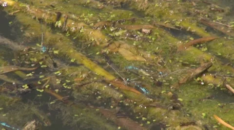 Cats Having Sex Stock Videos – Royalty-Free HD & 4K Videos