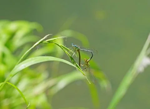 Dragon-flys sits on a tree Stock Photos