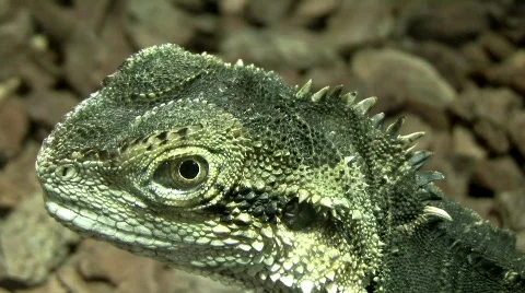 Dragon Stock Footage 634345