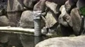 Dragon Fountain By Rocks In Korean Pond 4K 4k or 4k+ Resolution