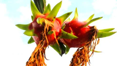 Dragon fruit and the sky Stock Photos