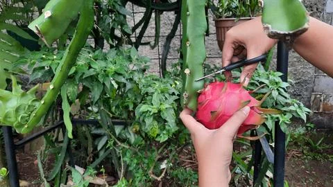 Dragon fruit that is being picked because it is ripe 01 Stock Photos