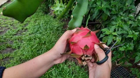 Dragon fruit that is being picked because it is ripe 02 Stock Photos