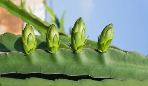 Dragon fruit bud Stock Photos