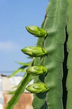 The dragon fruit bud Stock Photos