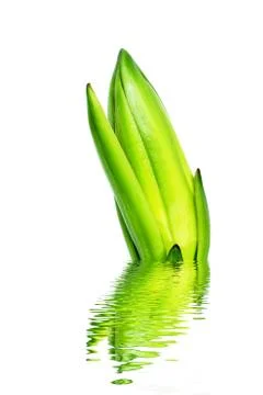 Dragon fruit bud Stock Photos