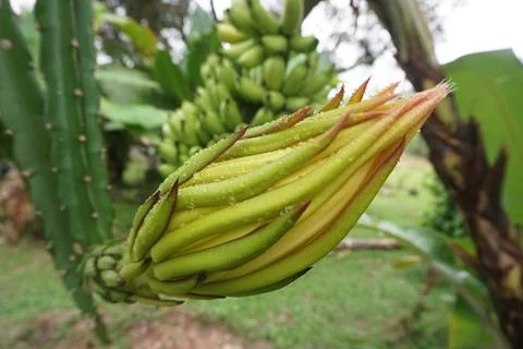 Dragon fruit bud Stock Photos