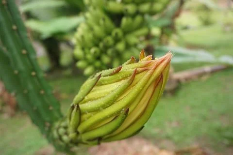 Dragon fruit bud Stock Photos
