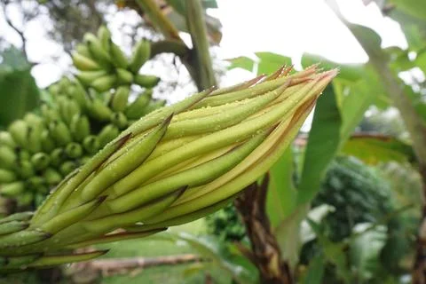 Dragon fruit bud Foto stock