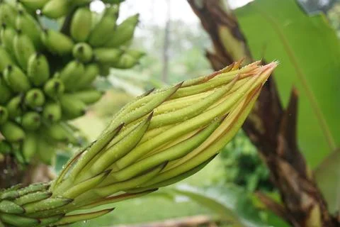 Dragon fruit bud Stock Photos