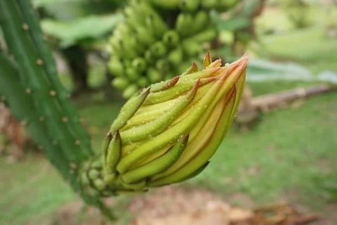 Dragon fruit bud Stock Photos