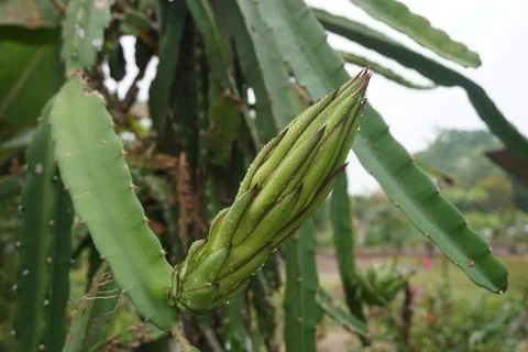 Dragon fruit bud Stock Photos