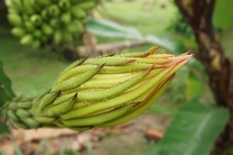Dragon fruit bud Foto stock