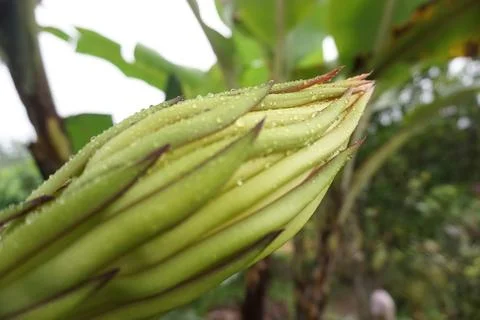 Dragon fruit bud Stock Photos