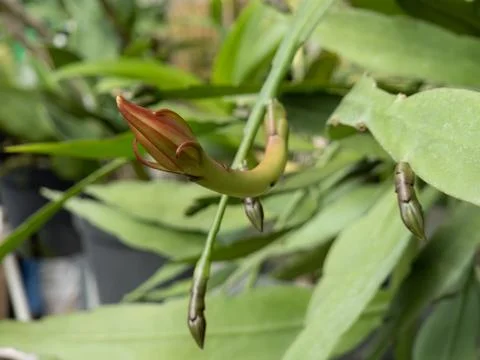 Dragon Fruit Bud Ready to Bloom with Curved Detail Stock Photos