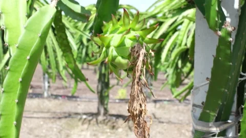 Dragon fruit bud on a tree, farming area of rajkot, gujarat, india Vídeos de archivo 138812056
