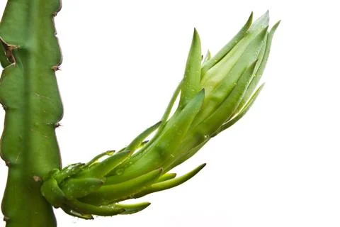Dragon fruit bud on a tree isolate on white background Stock Photos