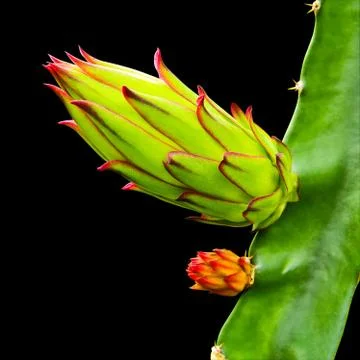 Dragon fruit bud on tree isolated on black background,with clipping path Stock Photos