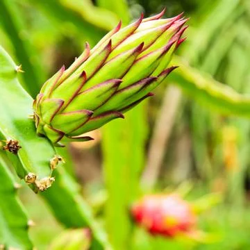 Dragon fruit bud on a tree Stock Photos