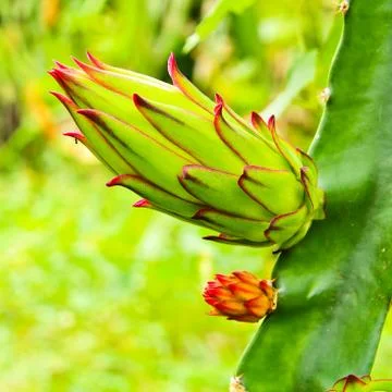 Dragon fruit bud on a tree Stock Photos