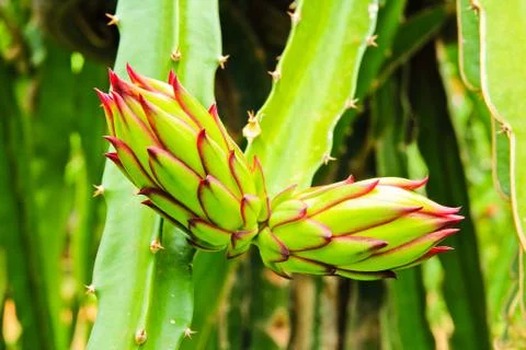 Dragon fruit bud on a tree Stock Photos
