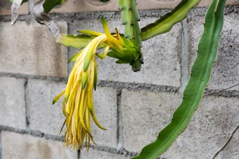 Dragon fruit bud on a tree Fotos Stock