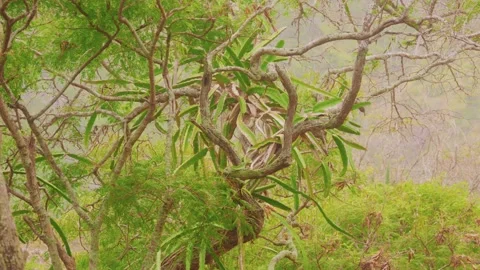 Dragon Fruit Cactus Growing on Tree in Koko Crater Botanical Garden, Oahu, Hawai Video stock 325751562