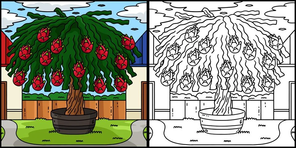 Dragon Fruit Cactus Tree Coloring Illustration Stock Illustration